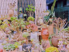 -桂林市花鸟市场