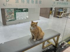 -派特宠物医院(圆融广场店)