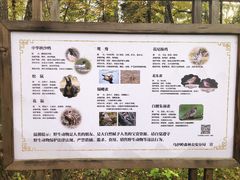 -汤旺河林海奇石景区