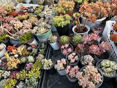 -龙大花卉苗木市场