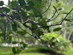 -中国科学院西双版纳热带植物园