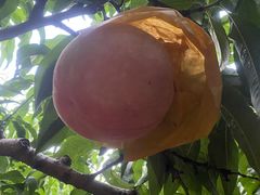 -老袁家蜜桃农场·阳山水蜜桃