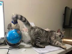 -安安宠医·臻爱宠物医院·宠保定点(营门口路分院)