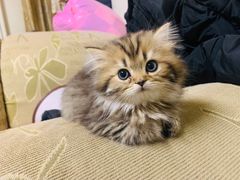 -太原东方动物医院(小店分院)