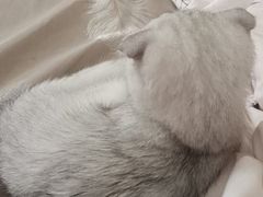 -佳雯宠物医院(四明中路分院)