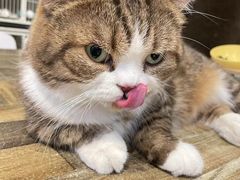 猫猫-小时光咖啡馆(北锣鼓巷店)
