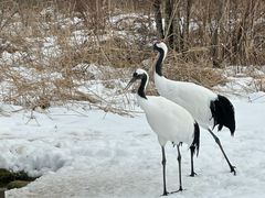 -钏路市丹顶鹤自然公园