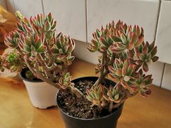 -秦美花卉(天朗·莱茵小城2期店)