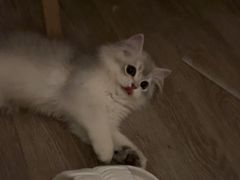 -东方名猫馆·英短金渐层布偶猫舍(环线广场1号楼店)