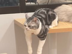 -有喵·猫咖·狗咖·30几只猫10只小狗(岗厦店)