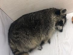 -浣熊柯尔鸭土拨鼠·电玩咖