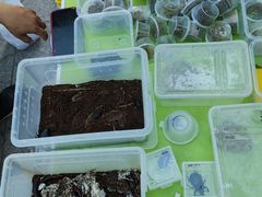 -华声天桥民俗文化园