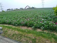 -紫颐香薰山谷景区