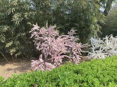 -莲花池公园