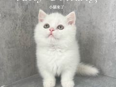 -小猫来了·猫舍(红山六九七九店)
