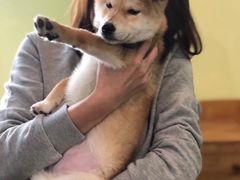 -柴务处·柴犬主题狗咖