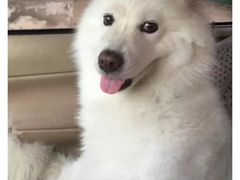 -宠福鑫康馨动物医院·骨科·眼科