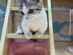 -momokira米努特·德文卷毛猫·棉花面纱犬
