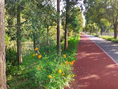 -上海长兴岛郊野公园