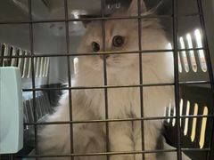 -Bastet sally猫舍购宠(静安店)