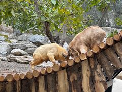 -北京野生动物园