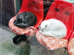 -猫咪博物馆(顶澳仔猫街店)