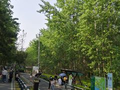 -合肥滨湖国家森林公园