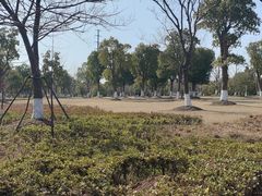 -九科绿洲