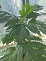 -HEYAN荷妍专业脱毛连锁机构