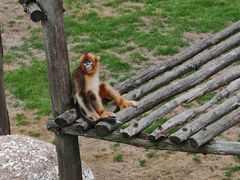 -西霞口神雕山野生动物世界