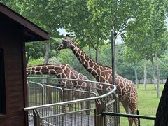 -合肥野生动物园