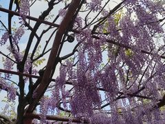-嘉定紫藤园