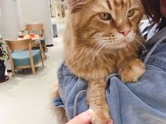 -藏猫猫咖啡主题馆(中央大道店)