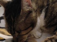 -御宝贝·A梦猫科宠物医院(国际猫友好医院)