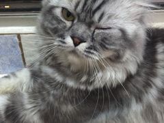 -纳吉亚猫专科动物诊疗中心(蒋宅口分院)