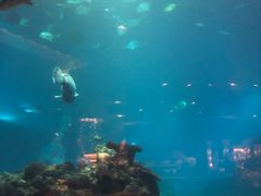 -海棠湾洲际-涛·海底餐厅·美人鱼·自助餐·海底隧道