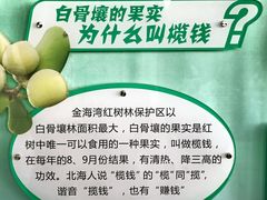 -北海金海湾红树林生态旅游区