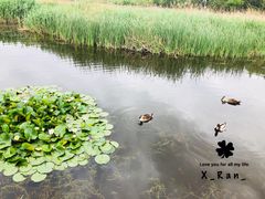 -前关湿地公园