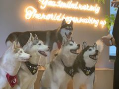 -Husky Go! 哈士奇体验馆·宠物咖啡厅狗咖
