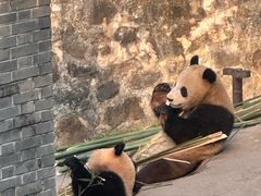 -都江堰中华大熊猫苑