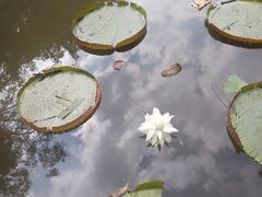 -曼听御花园
