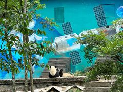 -中国大熊猫保护研究中心雅安碧峰峡基地
