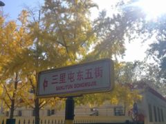 -三里屯东五街银杏大道