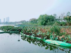 -金银湖国家城市湿地公园