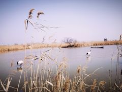 -盐城丹顶鹤湿地生态旅游区