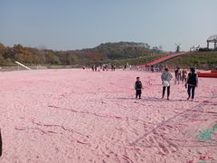 -大塘金香草谷