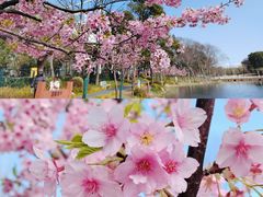 -新江湾城公园