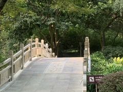 -金花茶公园