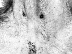 -欧奕国际动物医院