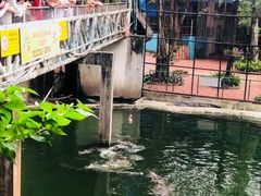 -是拉差龙虎园(Permanently closed)